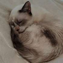 Thumbnail photo of Snowball #1