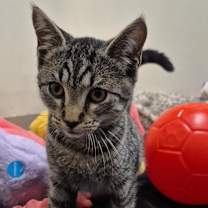 Thumbnail photo of BO #1