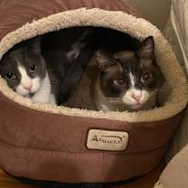 Thumbnail photo of Ollie (bonded with Pip) #1