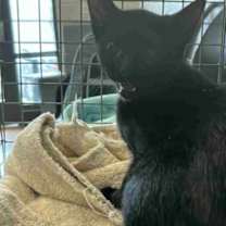 Thumbnail photo of Wasp #2