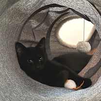 Thumbnail photo of Dr. Frankenstein #1