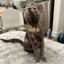 Thumbnail photo of Twinkie #3