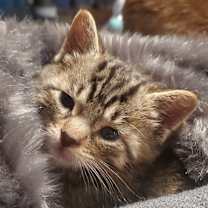 Thumbnail photo of Bow #4