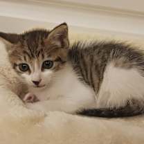 Thumbnail photo of Benny #2