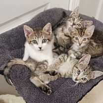 Thumbnail photo of Benny #3