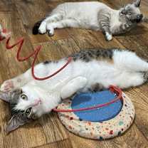 Thumbnail photo of Sticky Note #4