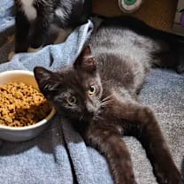 Thumbnail photo of Nightshade (bonded with Chex) #2