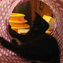 Thumbnail photo of Nightshade (bonded with Chex) #4