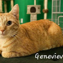 Thumbnail photo of Genevieve #4