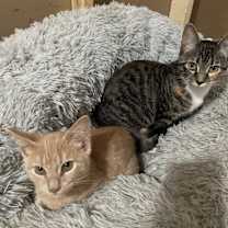 adopt-pet