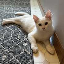 adopt-pet