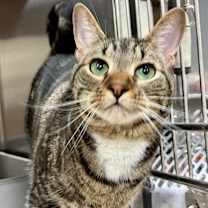 Thumbnail photo of Fergus #1