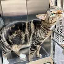 Thumbnail photo of Fergus #2