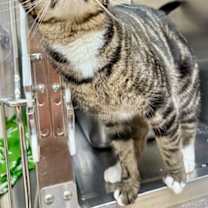 Thumbnail photo of Fergus #3