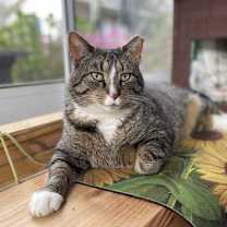 Thumbnail photo of Titanic (aka Ty—big lovebug with a big heart!) #4