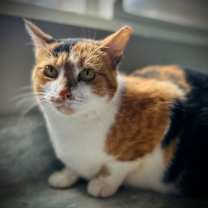 Thumbnail photo of Tetra Aug 25 #2