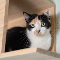 Thumbnail photo of Freezia #1