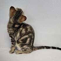 Thumbnail photo of Graham #2