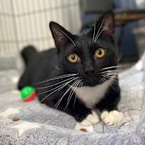 Thumbnail photo of Loki #1