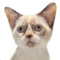 Thumbnail photo of Snowball #4