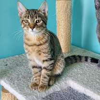 adopt-pet