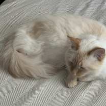 Thumbnail photo of Bosch #3