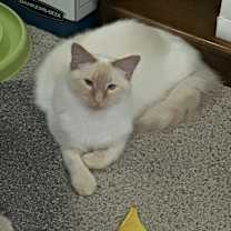 Thumbnail photo of Bosch #1