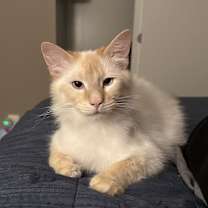 Thumbnail photo of Bosch #2