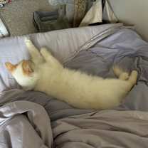 Thumbnail photo of Bosch #4