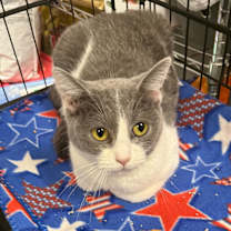 Thumbnail photo of Hocus #2