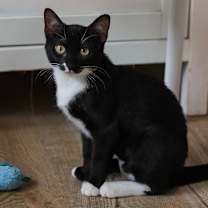 Thumbnail photo of Merritt #2