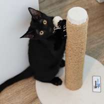 Thumbnail photo of Morck #2