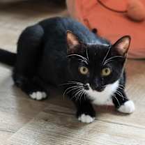 Thumbnail photo of Merritt #3