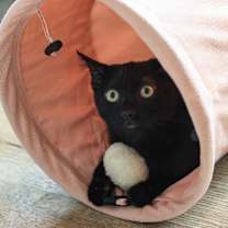 Thumbnail photo of Morck #4