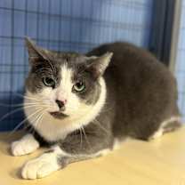 Thumbnail photo of Silvia #1