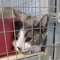 Thumbnail photo of Silvia #2