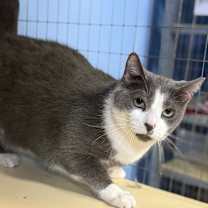 Thumbnail photo of Silvia #3