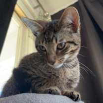 Thumbnail photo of Porchy #2