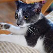 Thumbnail photo of Corey #4