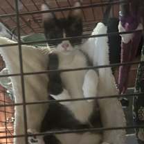 Thumbnail photo of Pollock NN #3