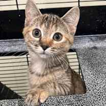 Thumbnail photo of Gabby #1