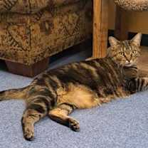 Thumbnail photo of Bing Bong #1