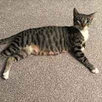 Thumbnail photo of Maple #2