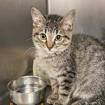 Thumbnail photo of Puff #2