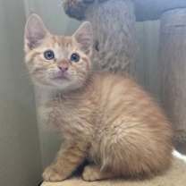 Thumbnail photo of Bronco #1