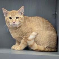 Thumbnail photo of Blaze #2