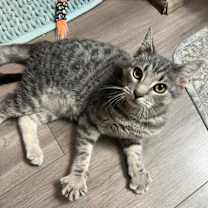 Thumbnail photo of Chevy #2