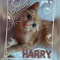 adopt-pet