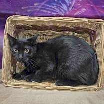 Thumbnail photo of Bonfire #2