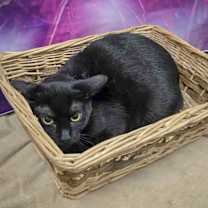 Thumbnail photo of Bonfire #3